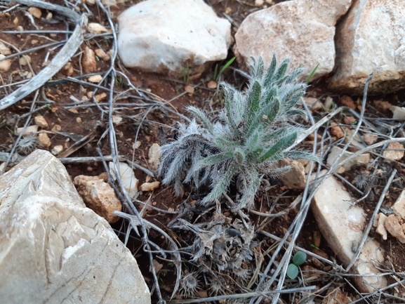 אלקנת הגליל  צולם על ידי מרגרטה וולצ'אק 