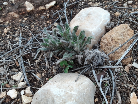 אלקנת הגליל  צולם על ידי מרגרטה וולצ'אק 