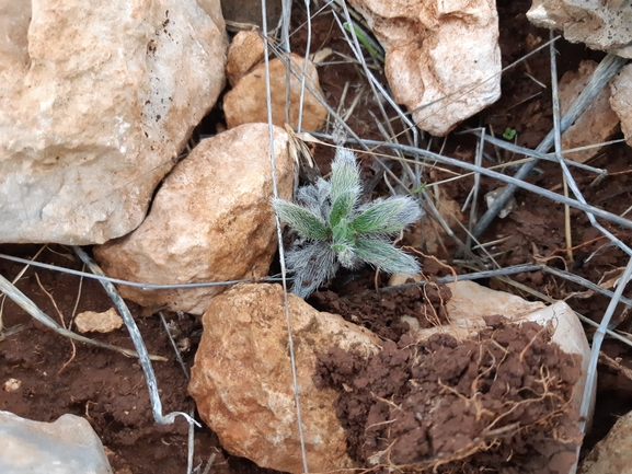 אלקנת הגליל  צולם על ידי מרגרטה וולצ'אק 