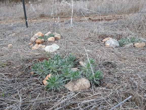 אלקנת הגליל  צולם על ידי מרגרטה וולצ'אק 