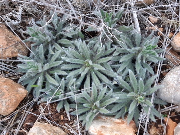 אלקנת הגליל  צולם על ידי מרגרטה וולצ'אק 