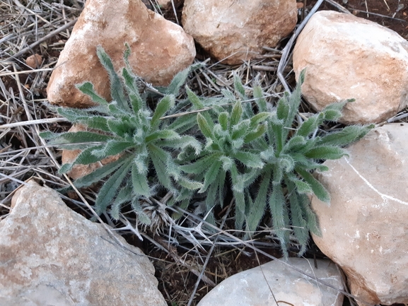 אלקנת הגליל  צולם על ידי מרגרטה וולצ'אק 