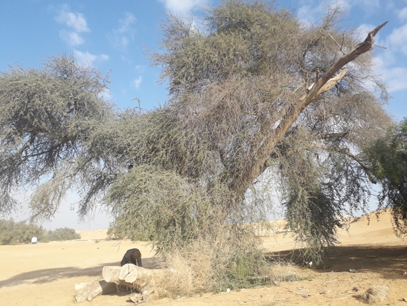 שקד רמון  צולם על ידי הילה גיל 