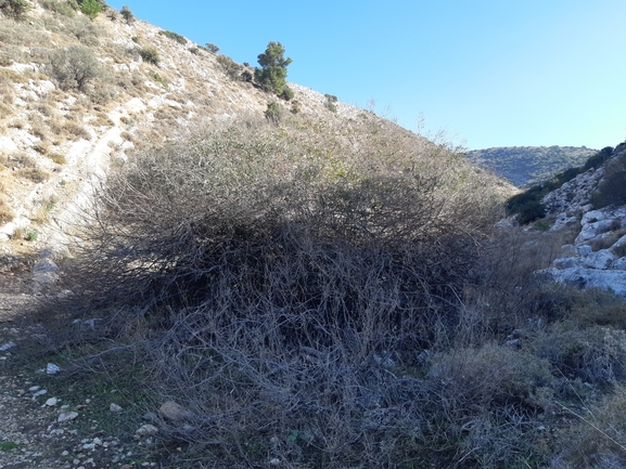 אירוס הגלבוע  צולם על ידי מוחמד אבו ג'ודה 