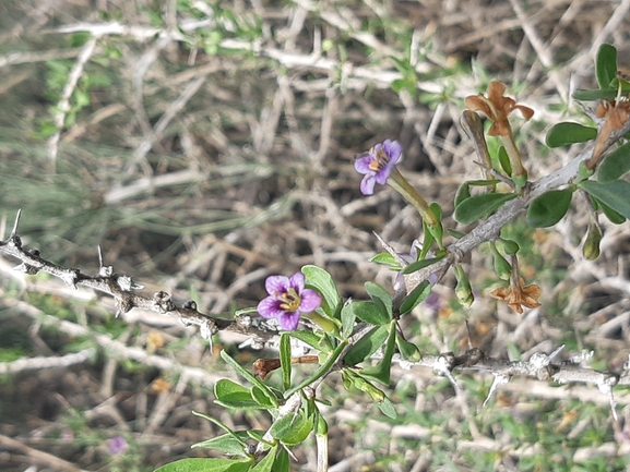 אירוס הגלבוע  צולם על ידי סיון מרדוק 