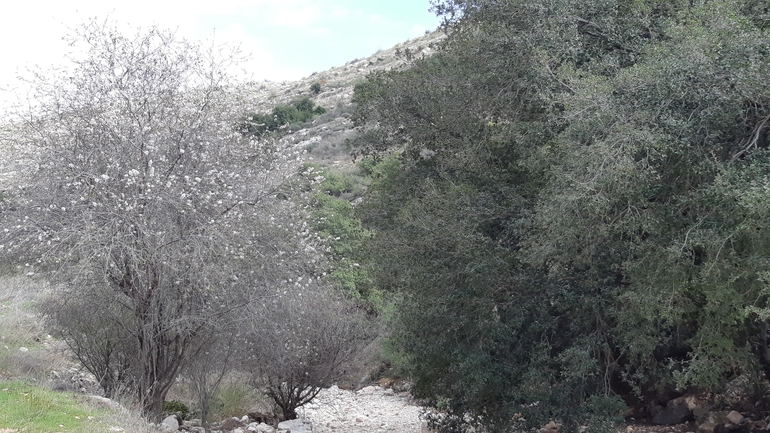 אירוס הגלבוע  צולם על ידי אריאל קדם 