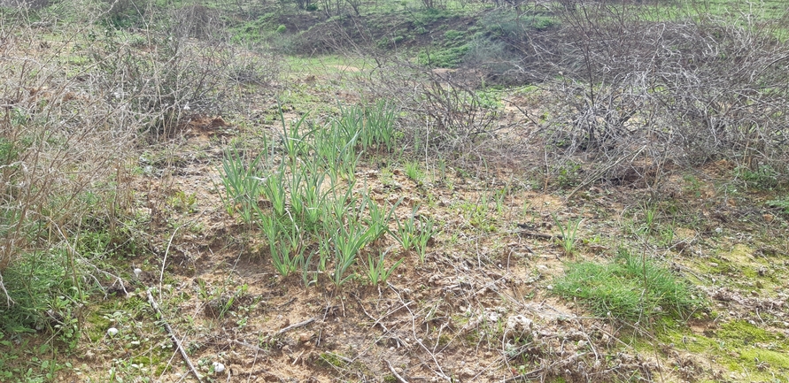 אירוס הארגמן  צולם על ידי אוהד מאס 