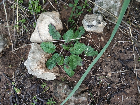 בוצין בירותי  צולם על ידי מרב לבל 