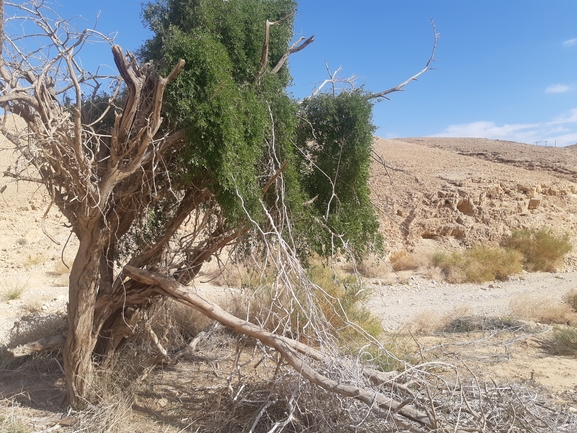 אירוס הגלבוע  צולם על ידי דורון ניסים 