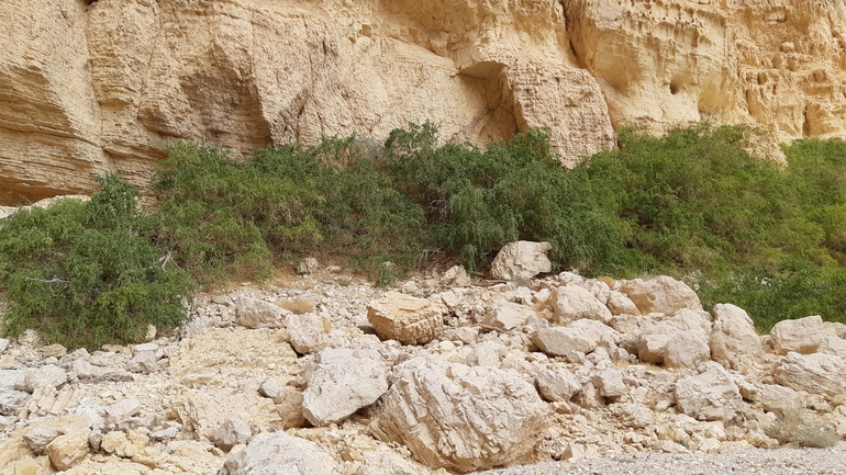 סלוודורה פרסית  צולם על ידי אריה לב רוזנברג 