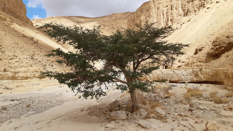 שקד רמון  צולם על ידי אריה לב רוזנברג 