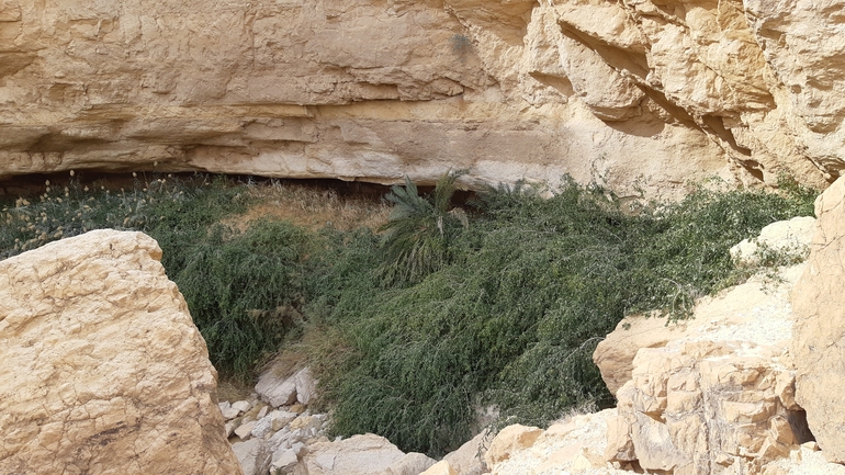 סלוודורה פרסית  צולם על ידי אריה לב רוזנברג 