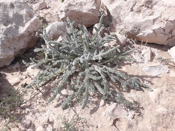 Horn-leaved Sage  