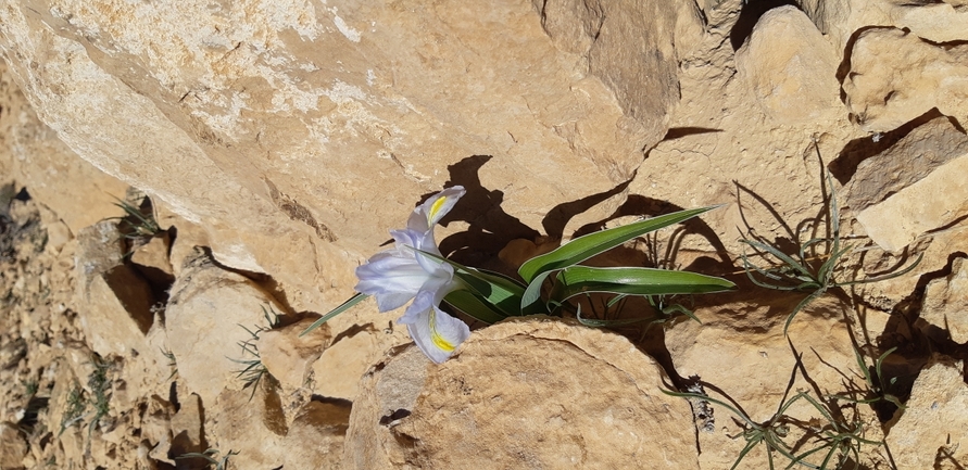 ציצן קצר  צולם על ידי אסף צוער 