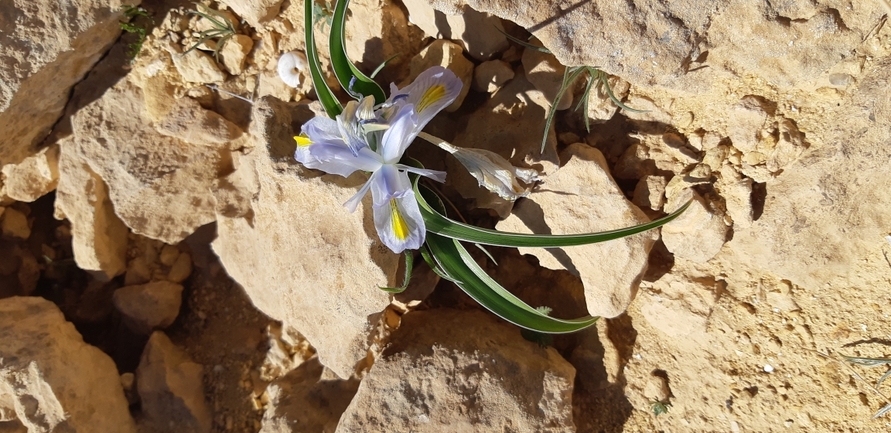 ציצן קצר  צולם על ידי אסף צוער 