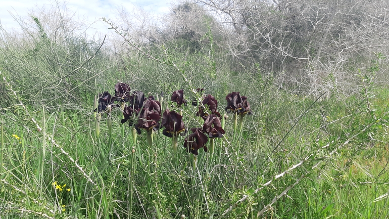 אירוס הארגמן  צולם על ידי סיון מרדוק 