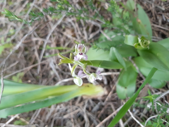 Anacamptis israelitica  צולם על ידי שי קורן 