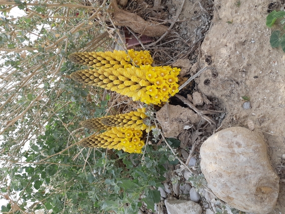 אירוס הגלבוע  צולם על ידי אסף מזרחי 