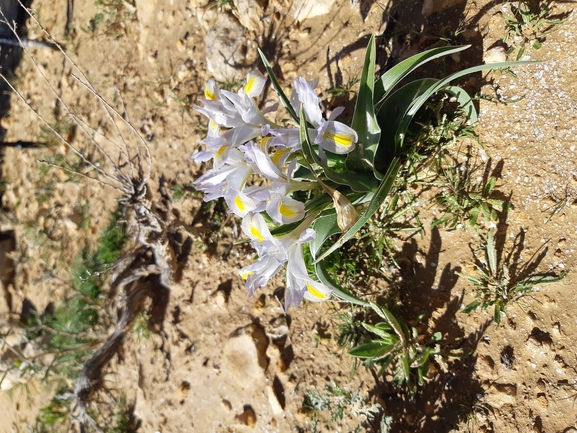 אירוס טוביה  צולם על ידי דותן רותם 