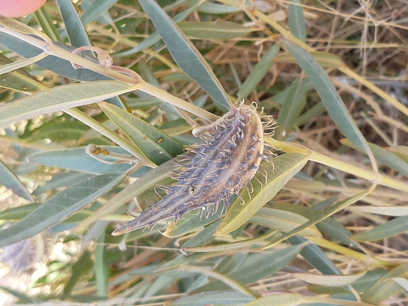 מסמור סיני  צולם על ידי דותן רותם 