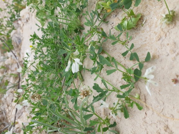 אירוס הגלבוע  צולם על ידי אסף מזרחי 