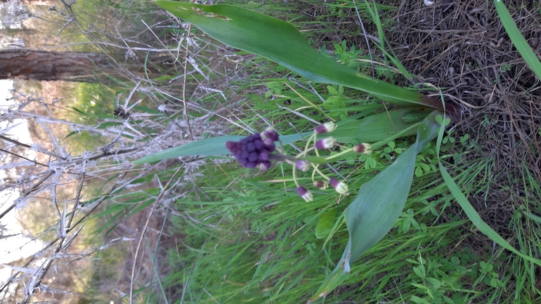 Large-clustered Bellevalia  photographed by עופרה פרידמן 