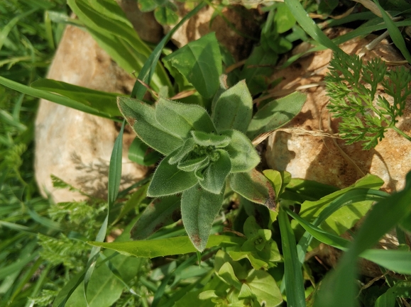 אלקנת הגליל  צולם על ידי מרב לבל 