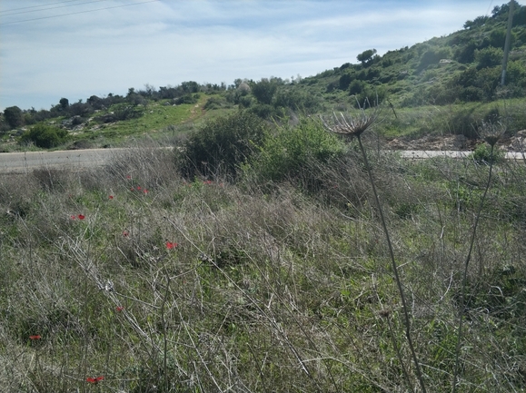 אלקנת הגליל  צולם על ידי מרב לבל 