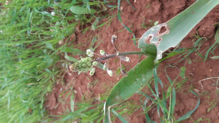 Warburg's Roman Squill  photographed by עופרה פרידמן 