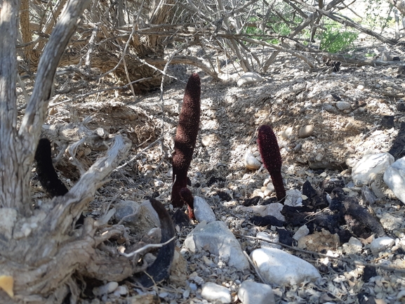 אירוס הגלבוע  צולם על ידי אסף מזרחי 