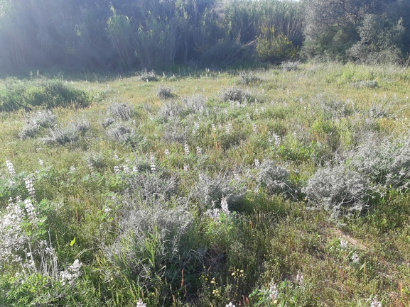 אירוס הגלבוע  צולם על ידי סיון מרדוק 