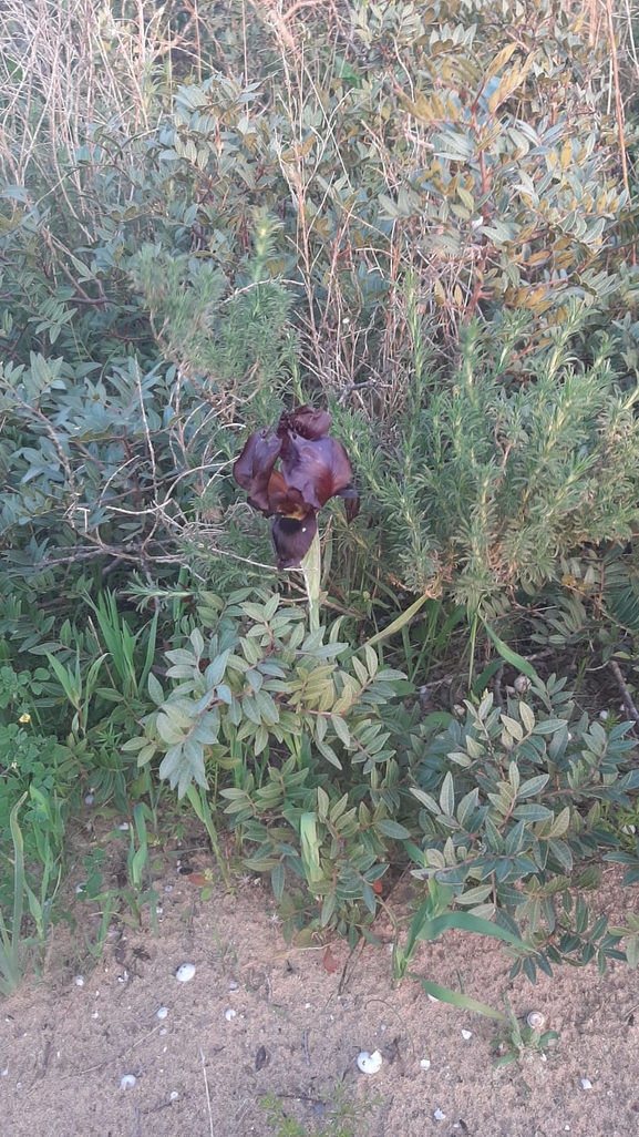 אירוס הארגמן  צולם על ידי יריב מליחי 