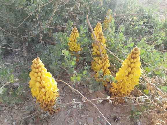 אירוס הגלבוע  צולם על ידי אסף מזרחי 