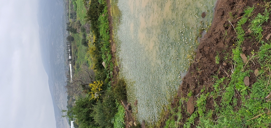 כדורן ענף  צולם על ידי עופר שנער 