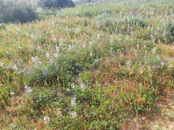 אירוס הגלבוע  צולם על ידי סיון מרדוק 