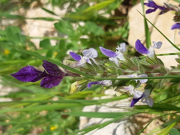 אירוס הגלבוע  צולם על ידי אורי אורבך 