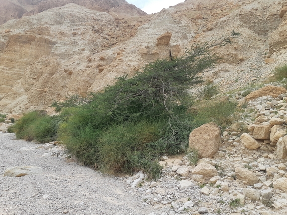 שקד רמון  צולם על ידי אסף מזרחי 