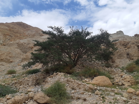 שקד רמון  צולם על ידי אסף מזרחי 