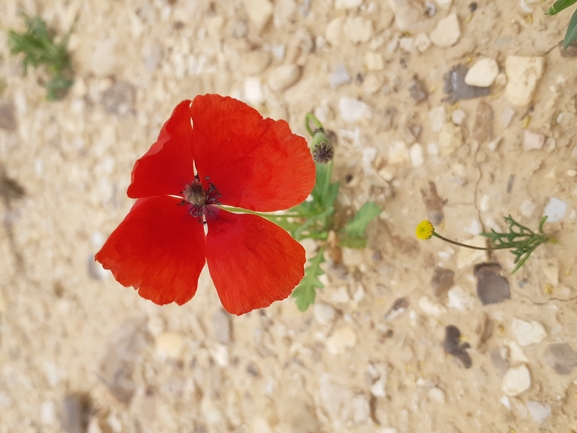 אירוס הגלבוע  צולם על ידי אסף מזרחי 