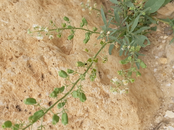 אירוס הגלבוע  צולם על ידי אסף מזרחי 