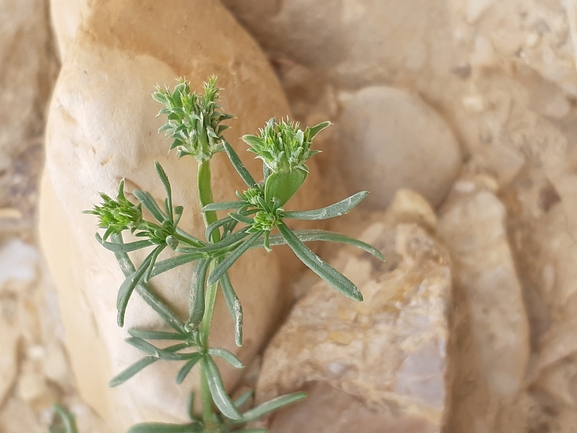 אירוס הגלבוע  צולם על ידי אסף מזרחי 