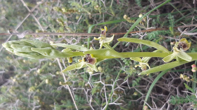 אירוס הגלבוע  צולם על ידי אריאל קדם 