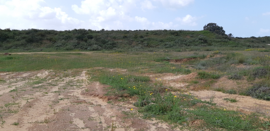 אירוס הגלבוע  צולם על ידי תומר עופרי 