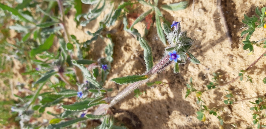 אירוס הגלבוע  צולם על ידי תומר עופרי 