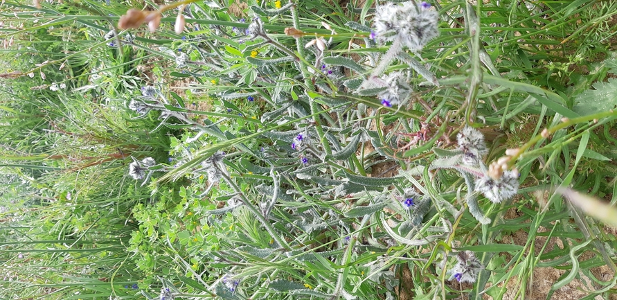 אירוס הגלבוע  צולם על ידי תומר עופרי 