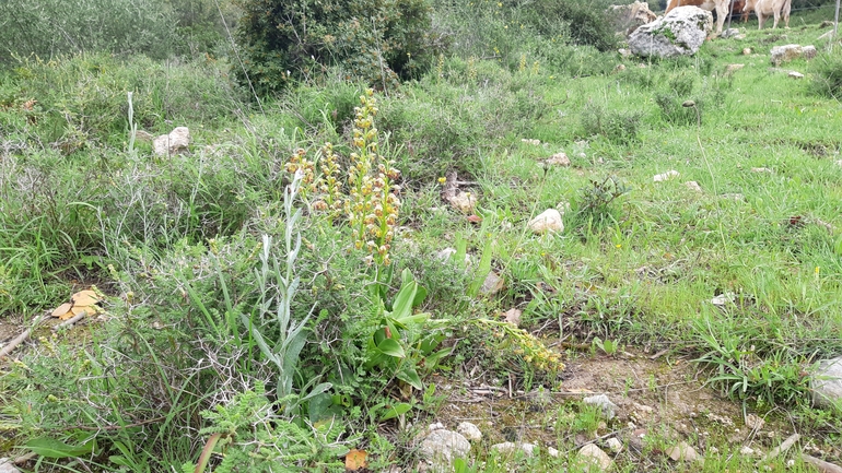 סחלב נקוד  צולם על ידי ניתאי אבירם 