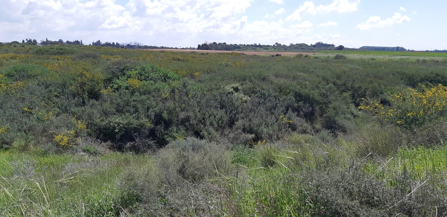 אזוביון דגול  צולם על ידי אורי שפירא 