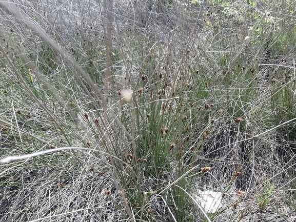 אחיגומא משחיר  צולם על ידי אופיר בריקנשטיין 