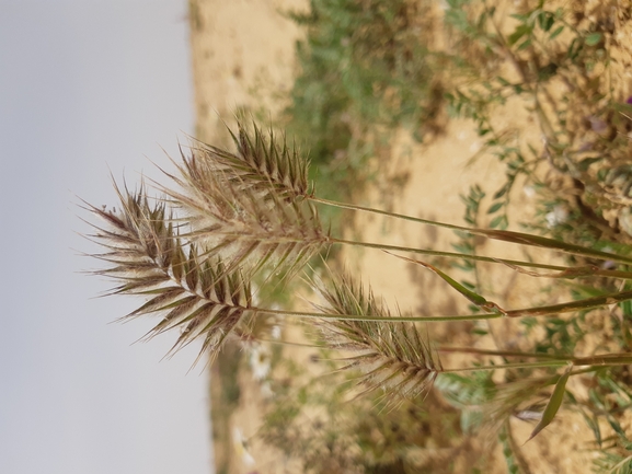 עפרון מרוחק  צולם על ידי גל וין 