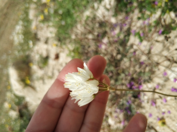 שום דרומי  צולם על ידי מרב לבל 